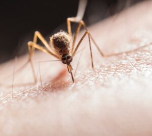 Can mosquitoes bite through clothes